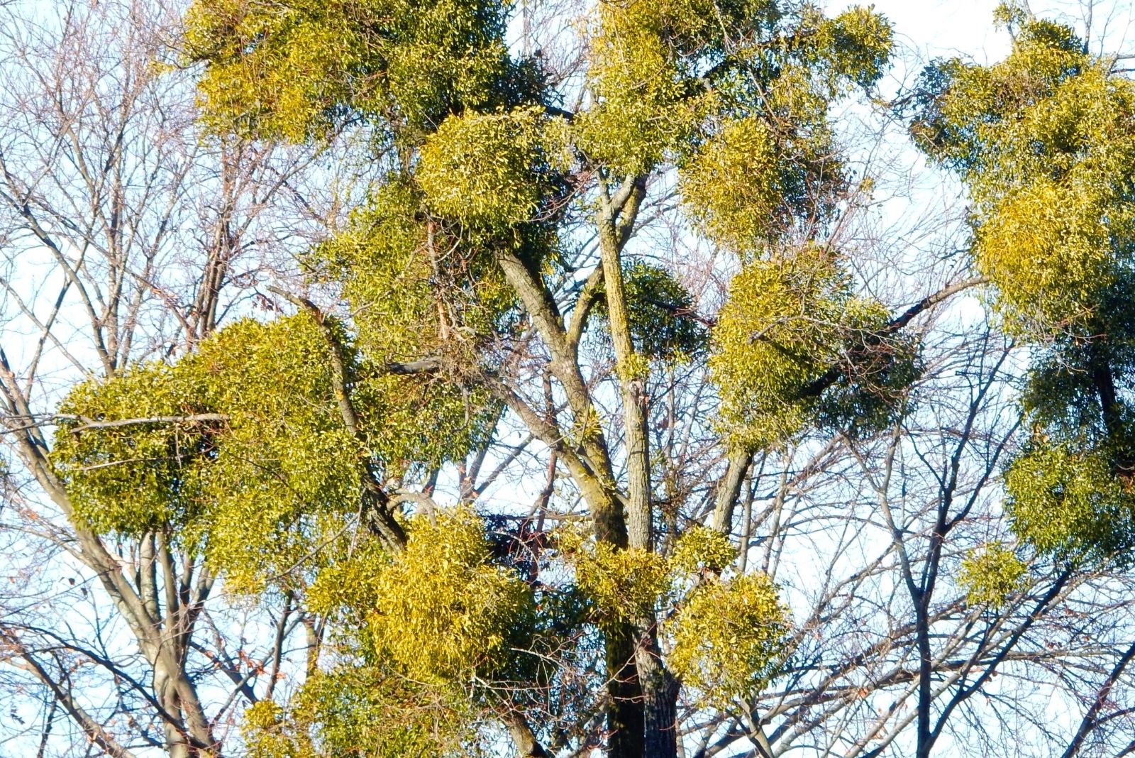 Why That Ball Of Leaves In Your Oklahoma Tree Is Probably Not A Bird Nest