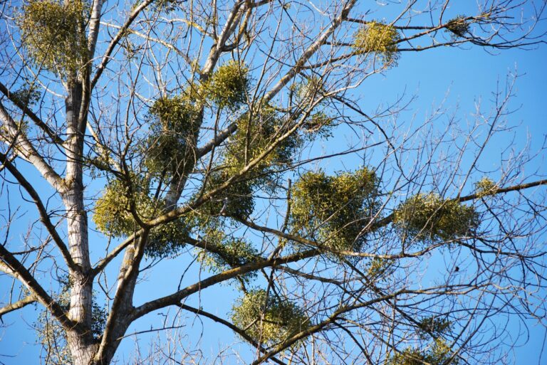 tree (featured image)