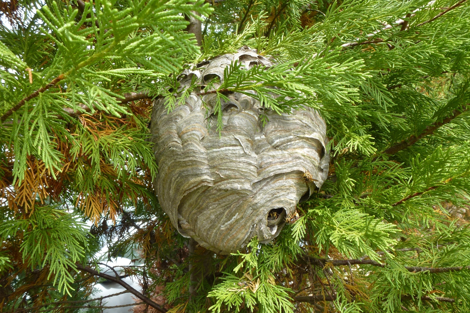 Why That Big Leaf Ball Hanging In Your Washington Tree Isn’t A Bird Nest