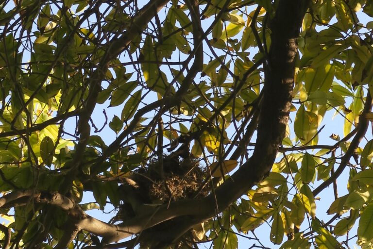 tree (featured image)