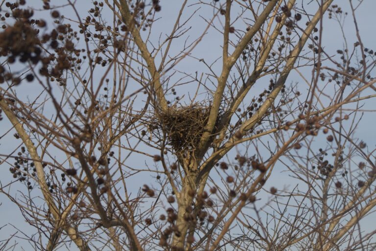 ball of leaves in a tree