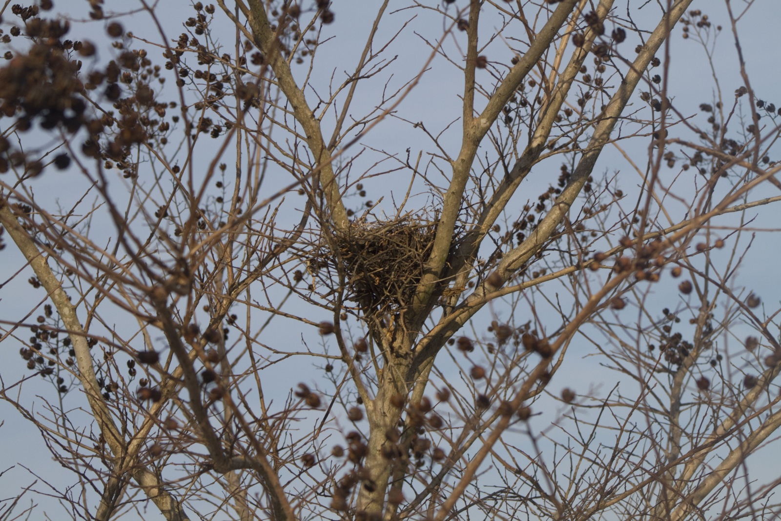 Why That Clump Of Leaves In Your Nevada Tree Is Probably Not A Bird Nest