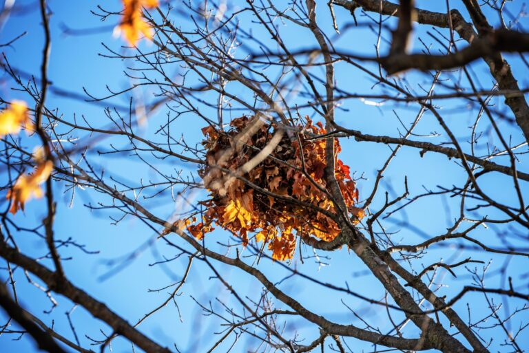 Grey gray squirrel nest high in the branches