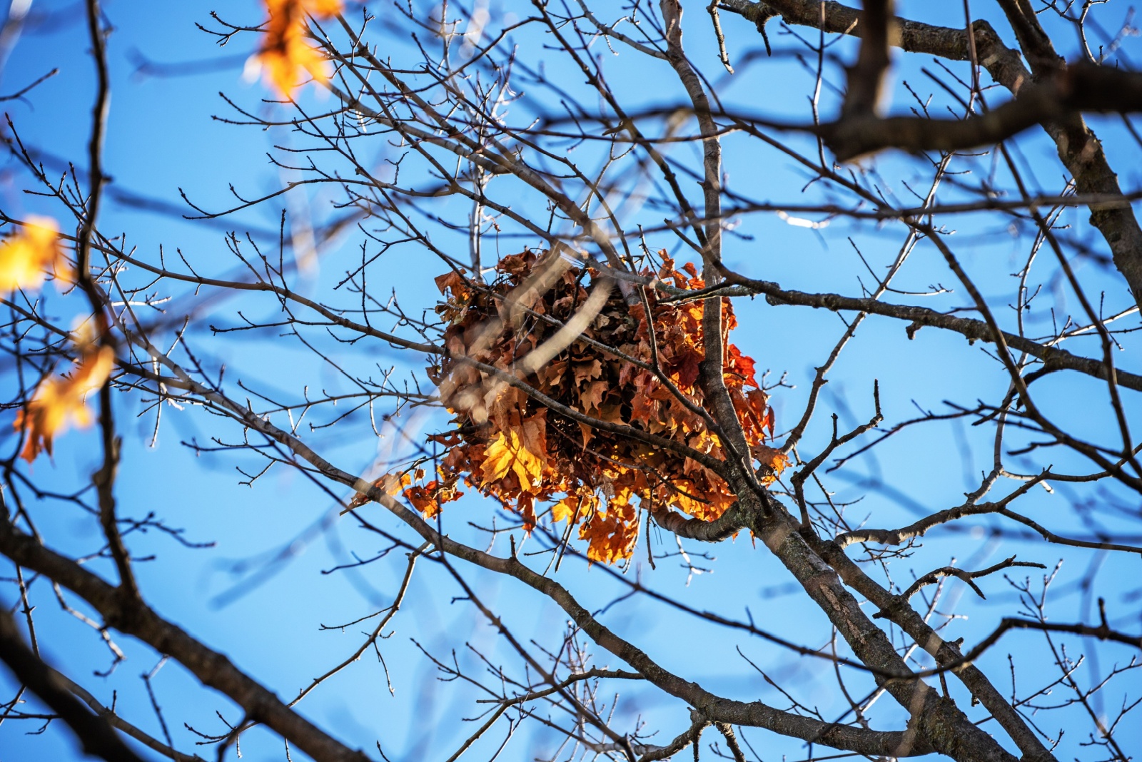 Grey gray squirrel nest high in the branches