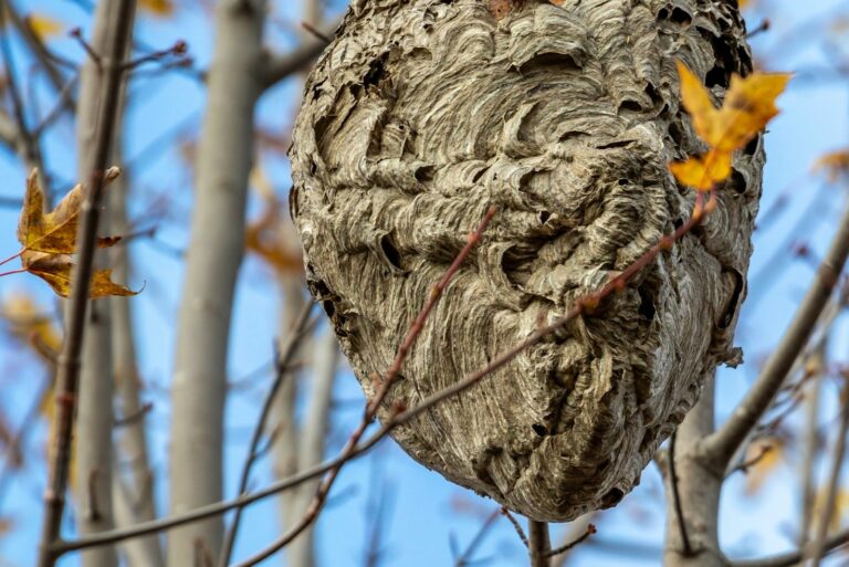 Wasp Nest