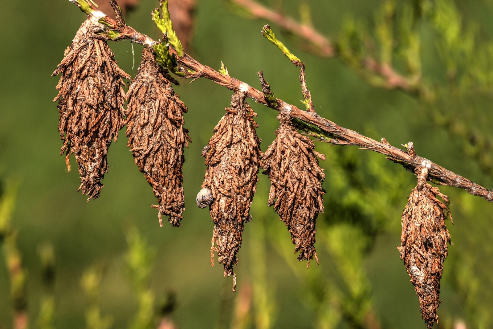 Why That Mysterious Leaf Ball In Your Nebraska Tree Isn’t A Nest