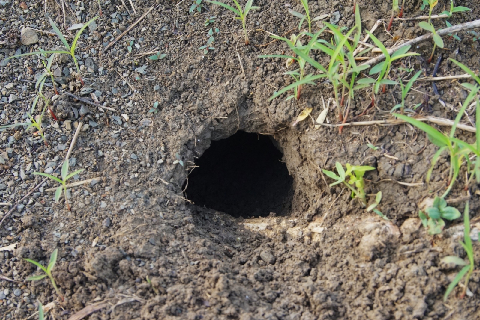 Why That ‘Random Hole’ In Your Nebraska Yard Might Actually Be An Animal Den