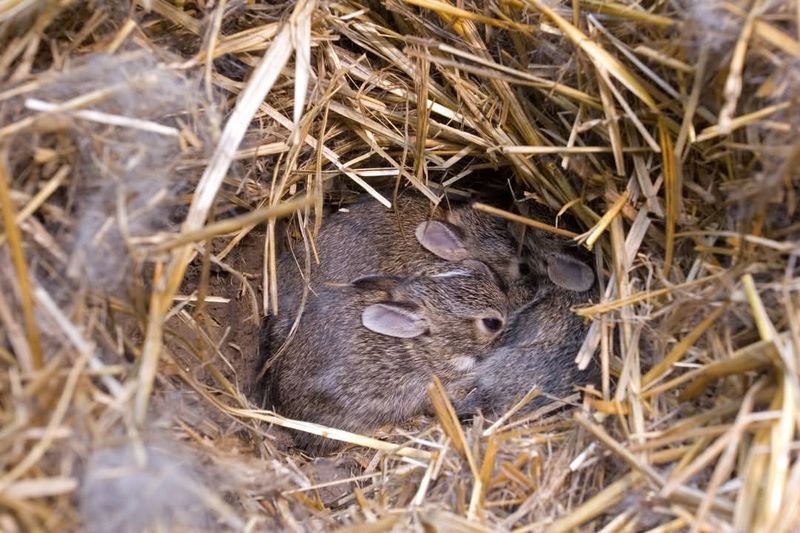 Cottontail Rabbits Love Shallow Nests