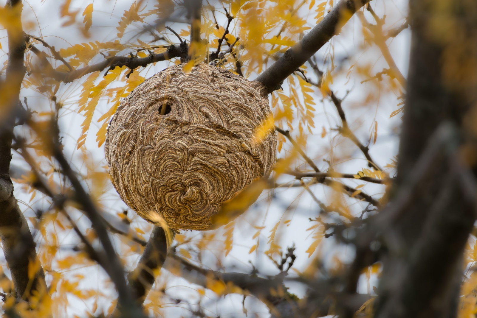 nest of Asian hornets at the top of a tree