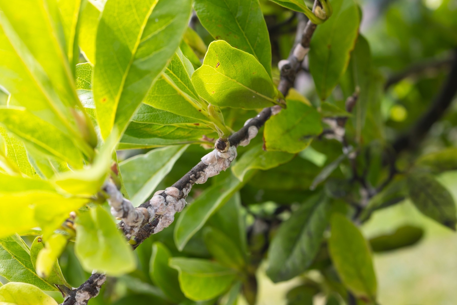 Why That Sticky Coating On Your New Jersey Trees Usually Isn’t Tree Sap