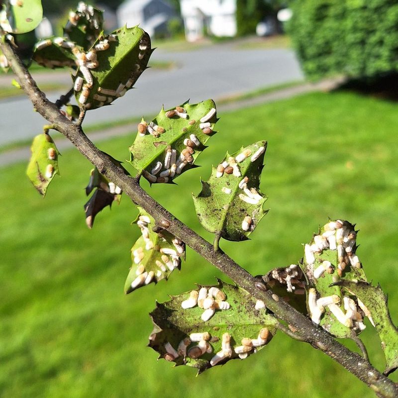Aphids Are Leaving Behind Honeydew