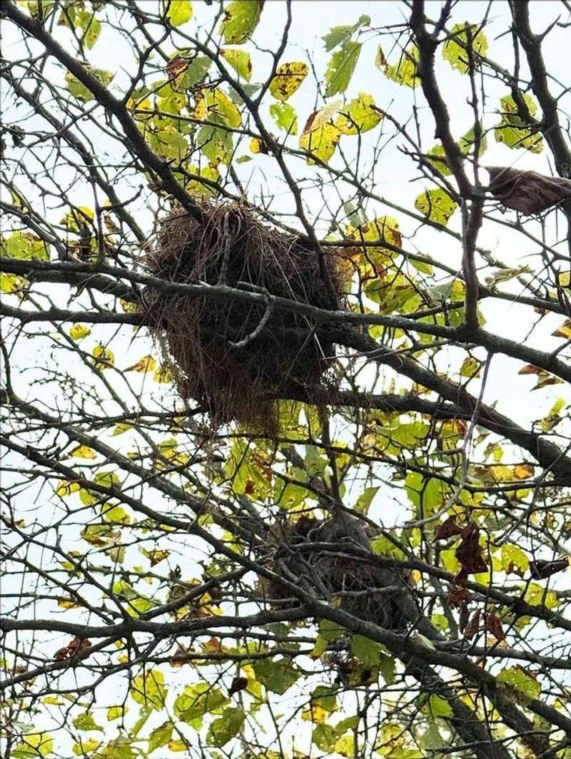 Squirrel Dreys Are the Real Deal