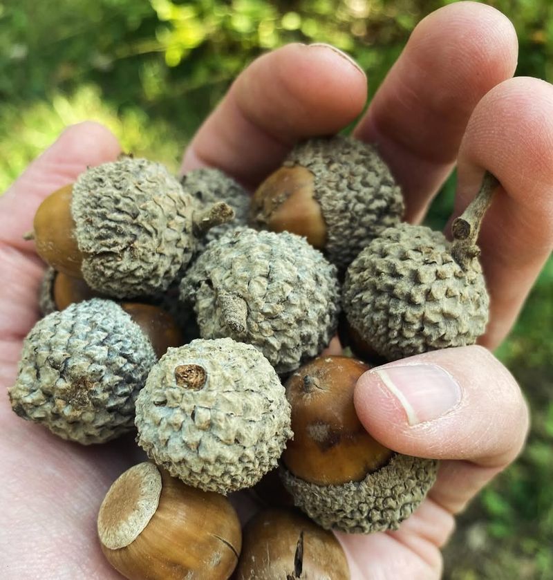 Mast Year Phenomenon