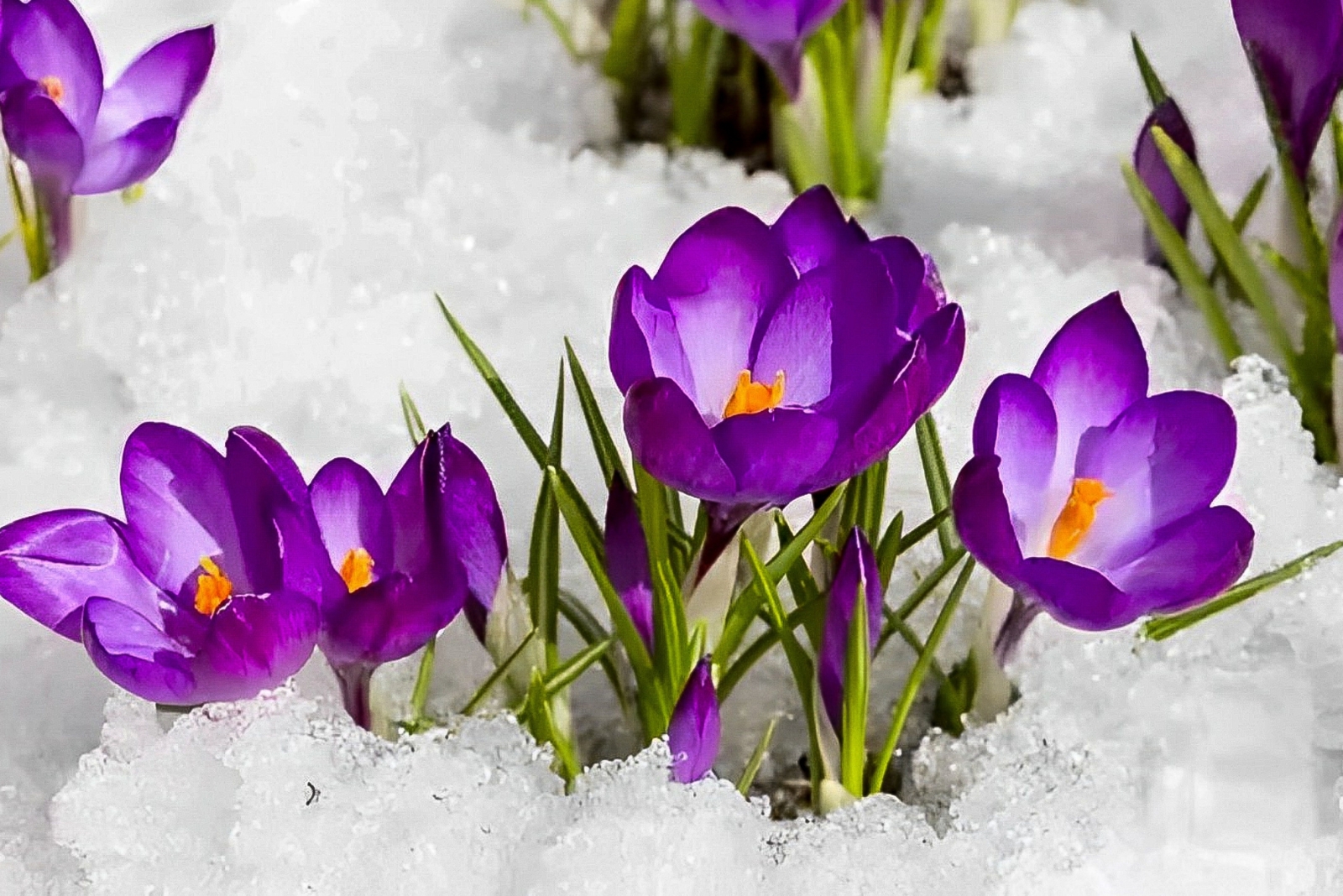 plants (featured image)