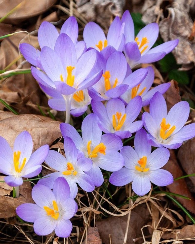 Crocus