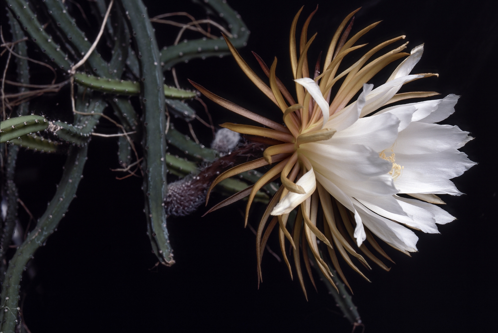 Why These Rare Blooms Show Up Only Under Arizona’s Night Sky