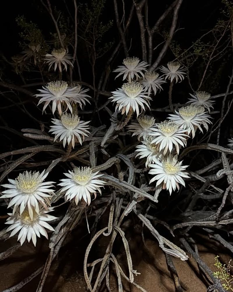 Queen of the Night Cactus