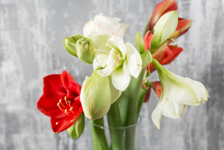 Amaryllis (featured image)