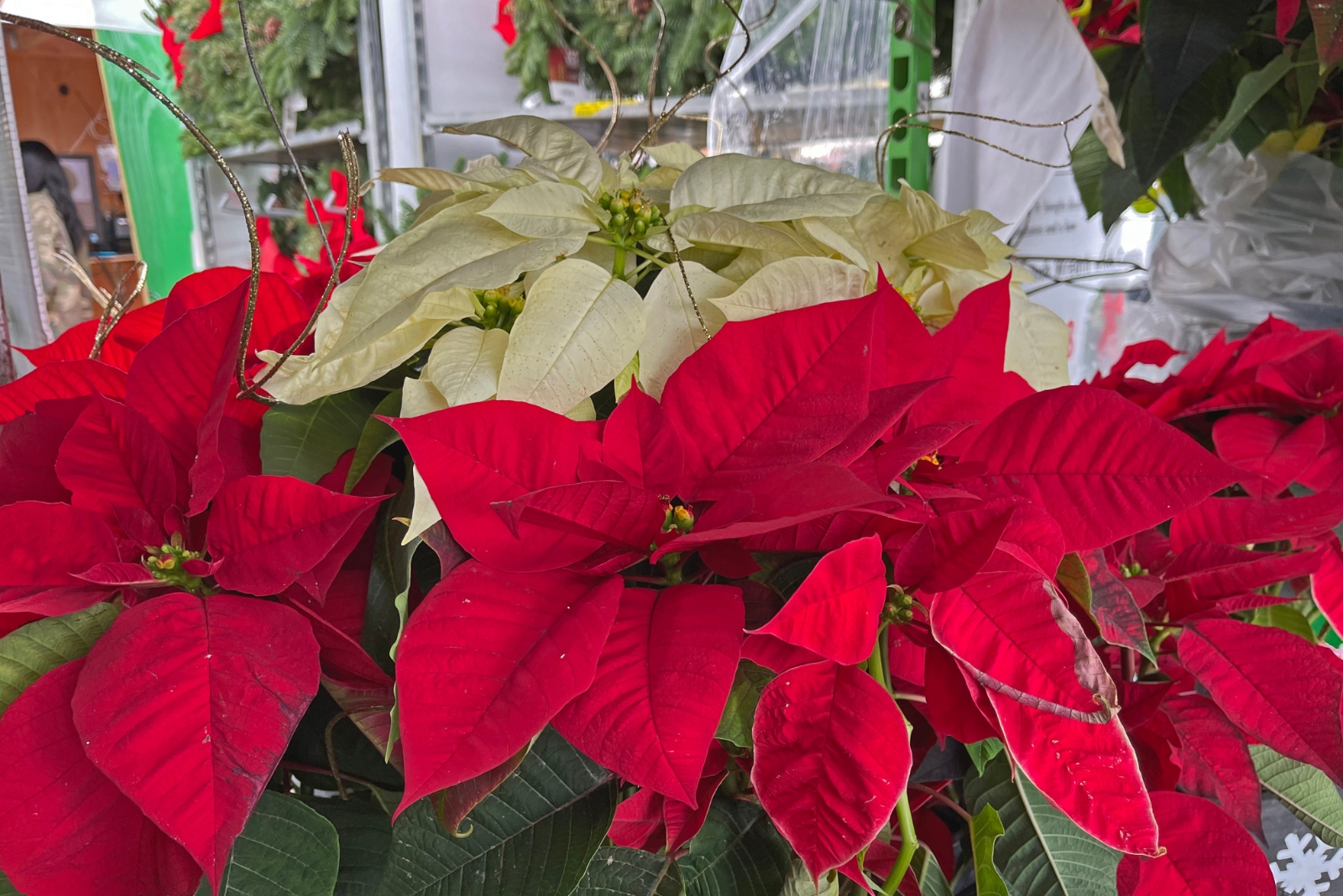 Why This Festive Plant Should Stay Out Of Your Kitchen In Texas This November