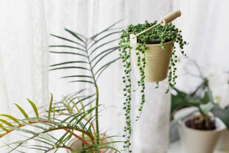 string of pearls in a beige pot