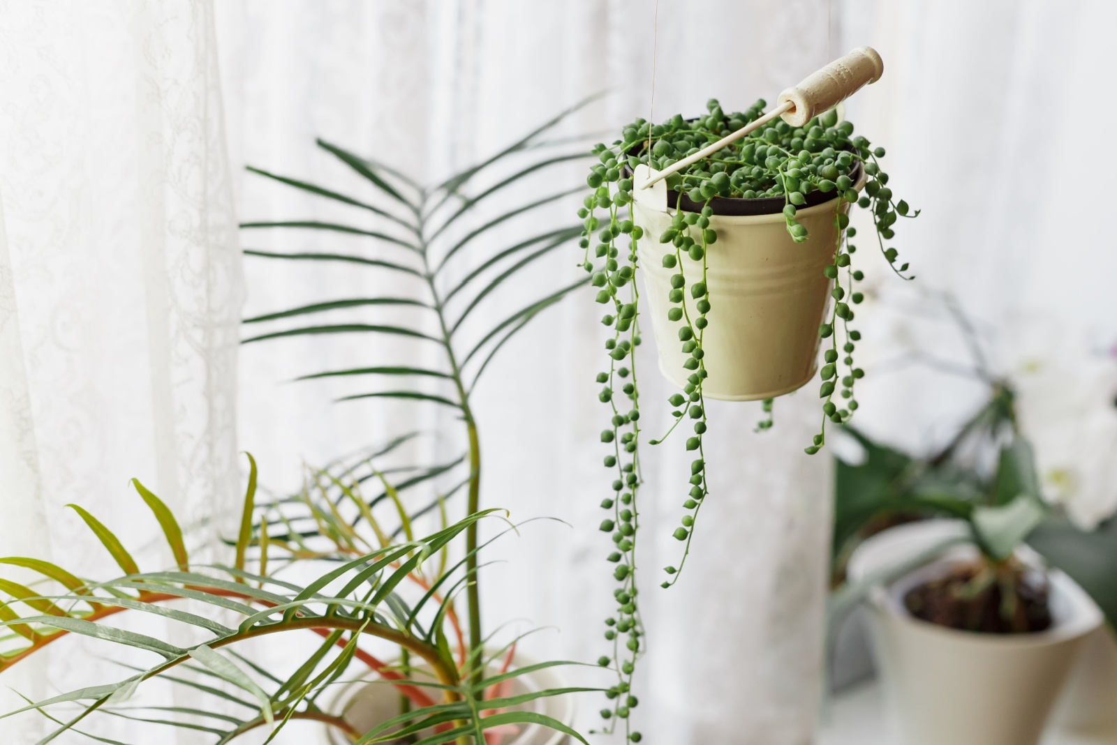 Why This Tiny Houseplant Has Become My Winter Comfort Plant