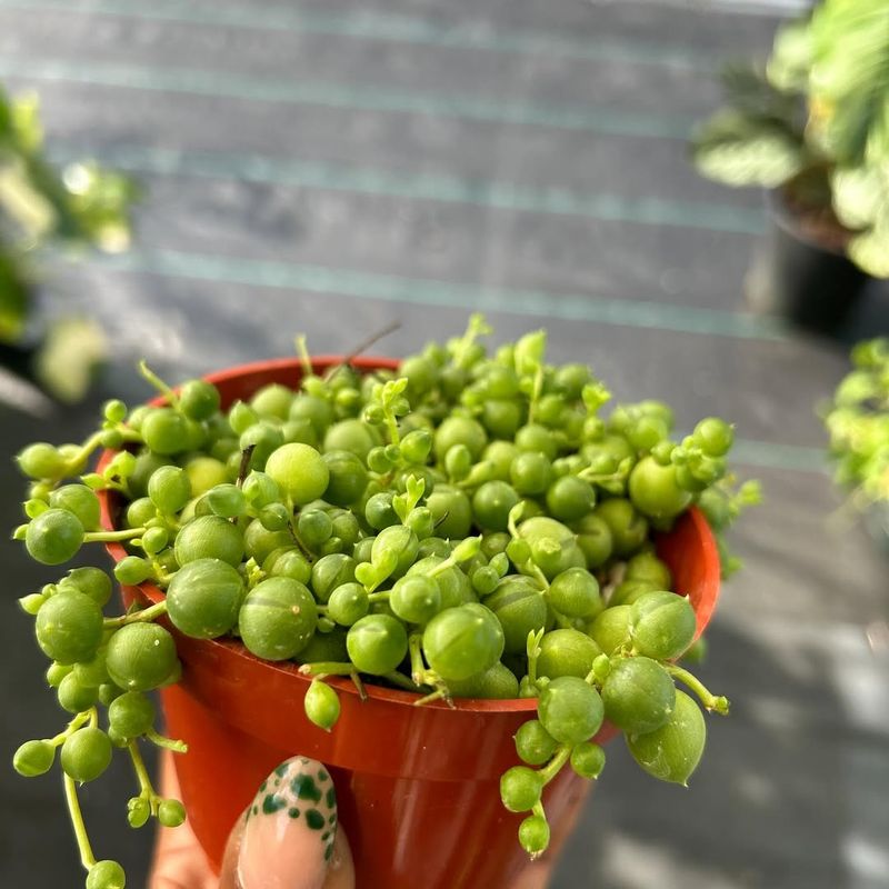 1. Those Trailing Beads Look Like Tiny Green Treasures