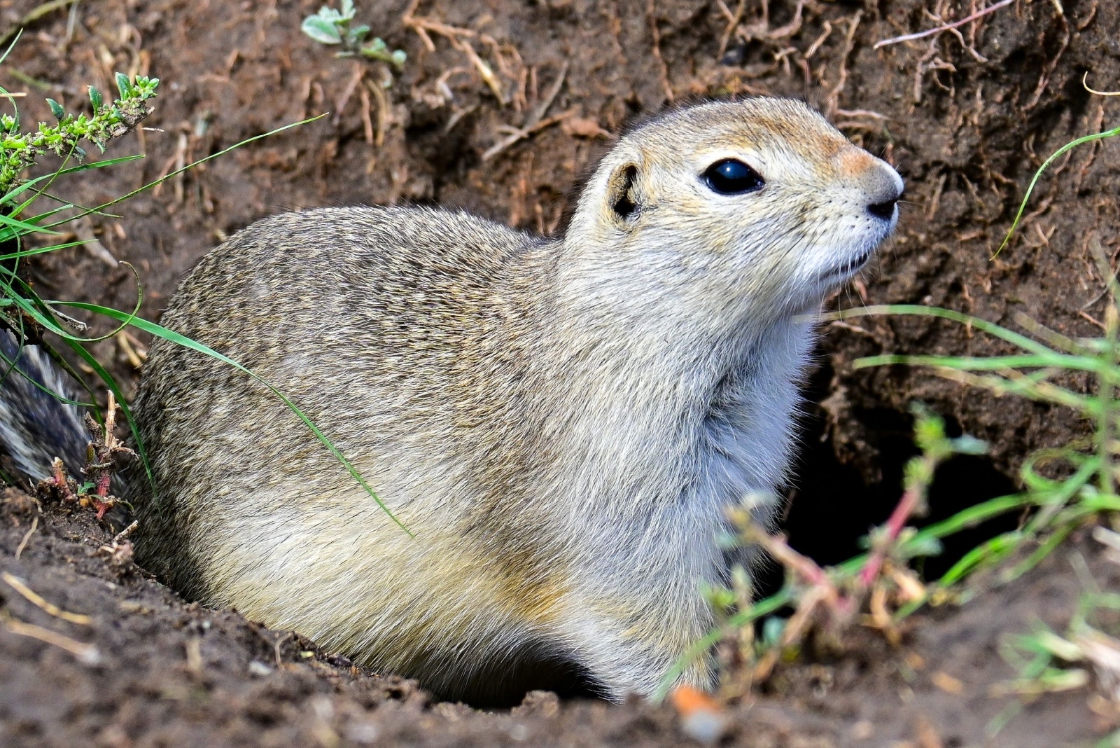 Why Those Soil Mounds In Your Kansas Yard Might Not Be Moles After All