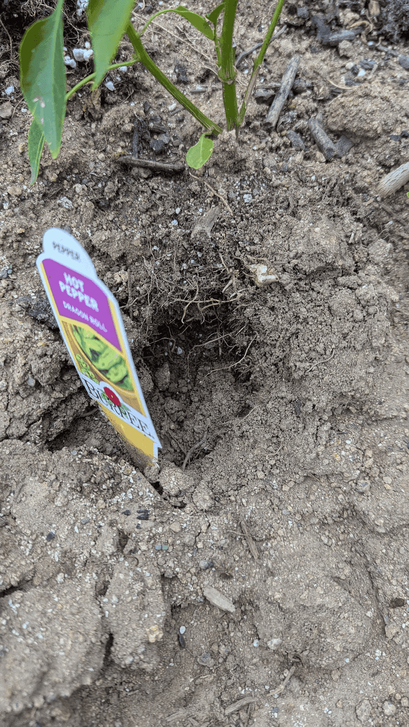 Pocket Gophers Leave Fan-Shaped Dirt Piles