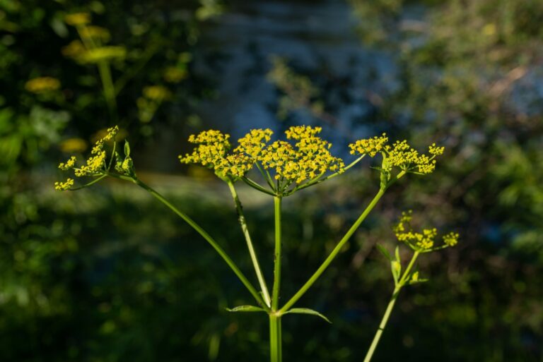 Wild Parsnip or Pastinaca sativa