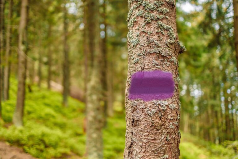 purple paint on tree