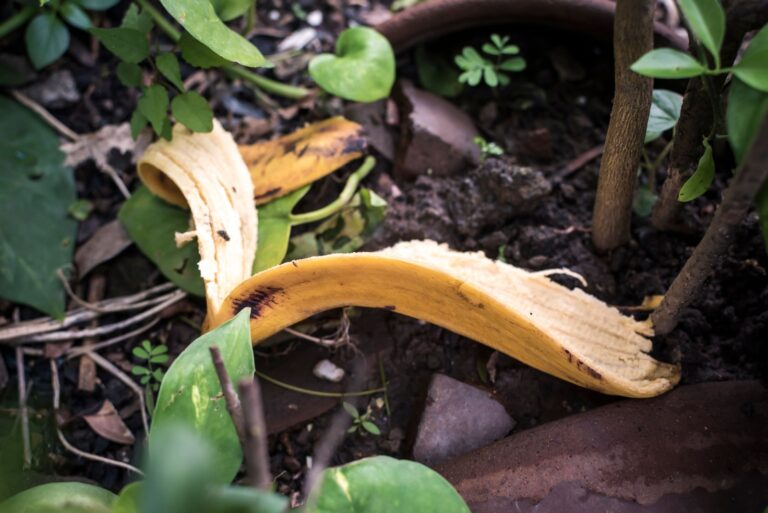 banana peel in a garden
