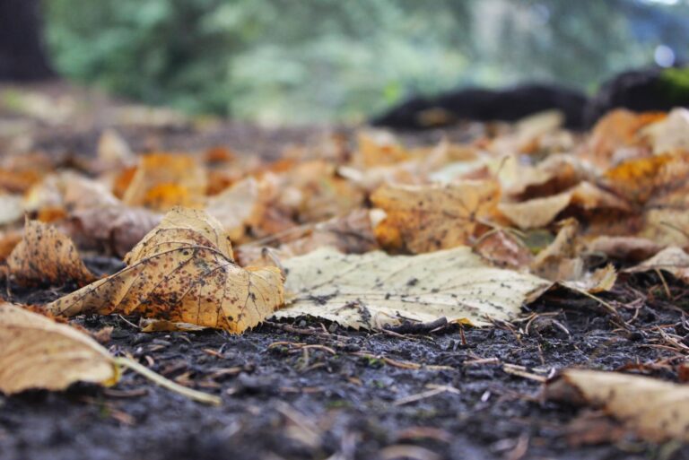 dry autumn leaves on the ground