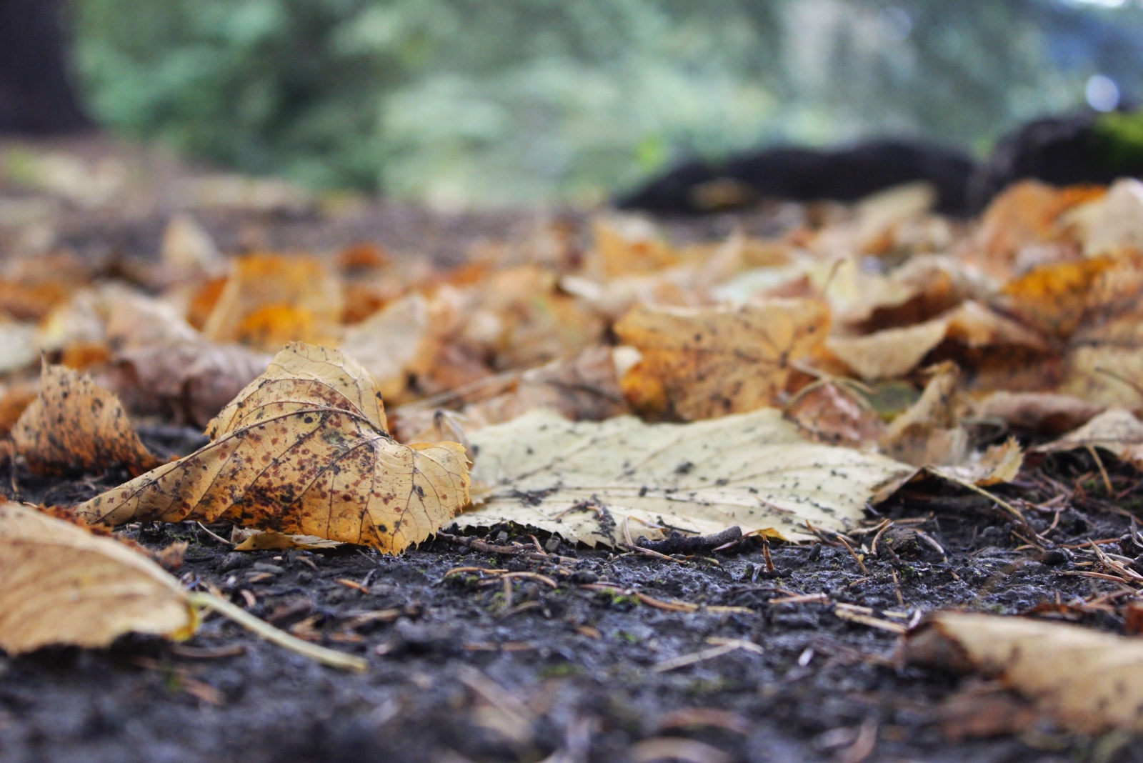 Why Washington Gardeners Are Mixing Leaf Mold Into Their Soil In December