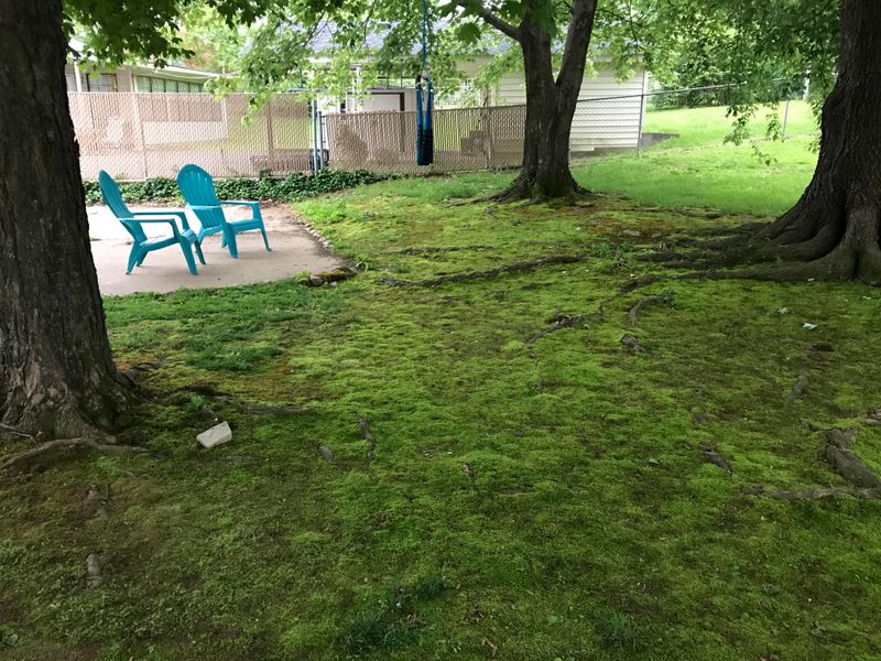 Moss Loves Washington's Rainy Weather