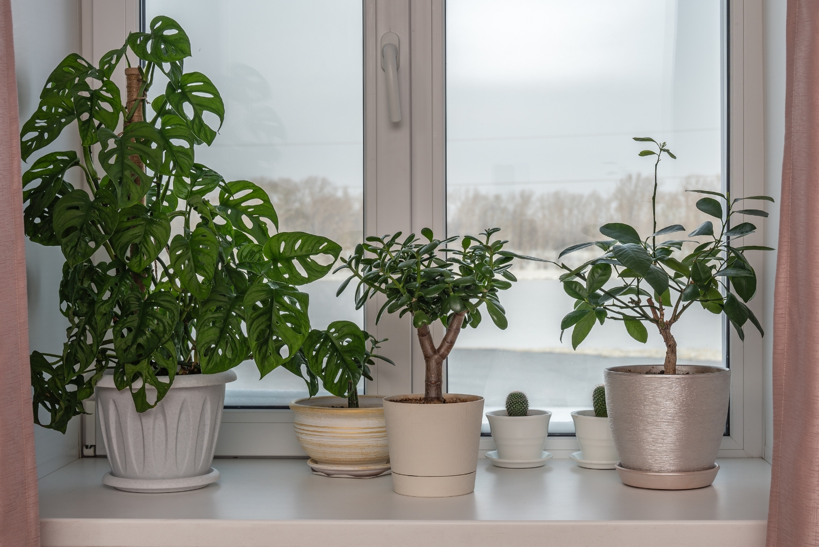 houseplants (featured image)
