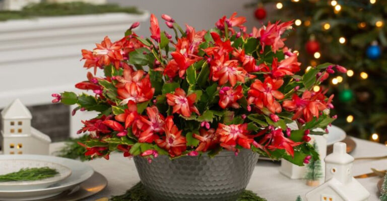 christmas cactus