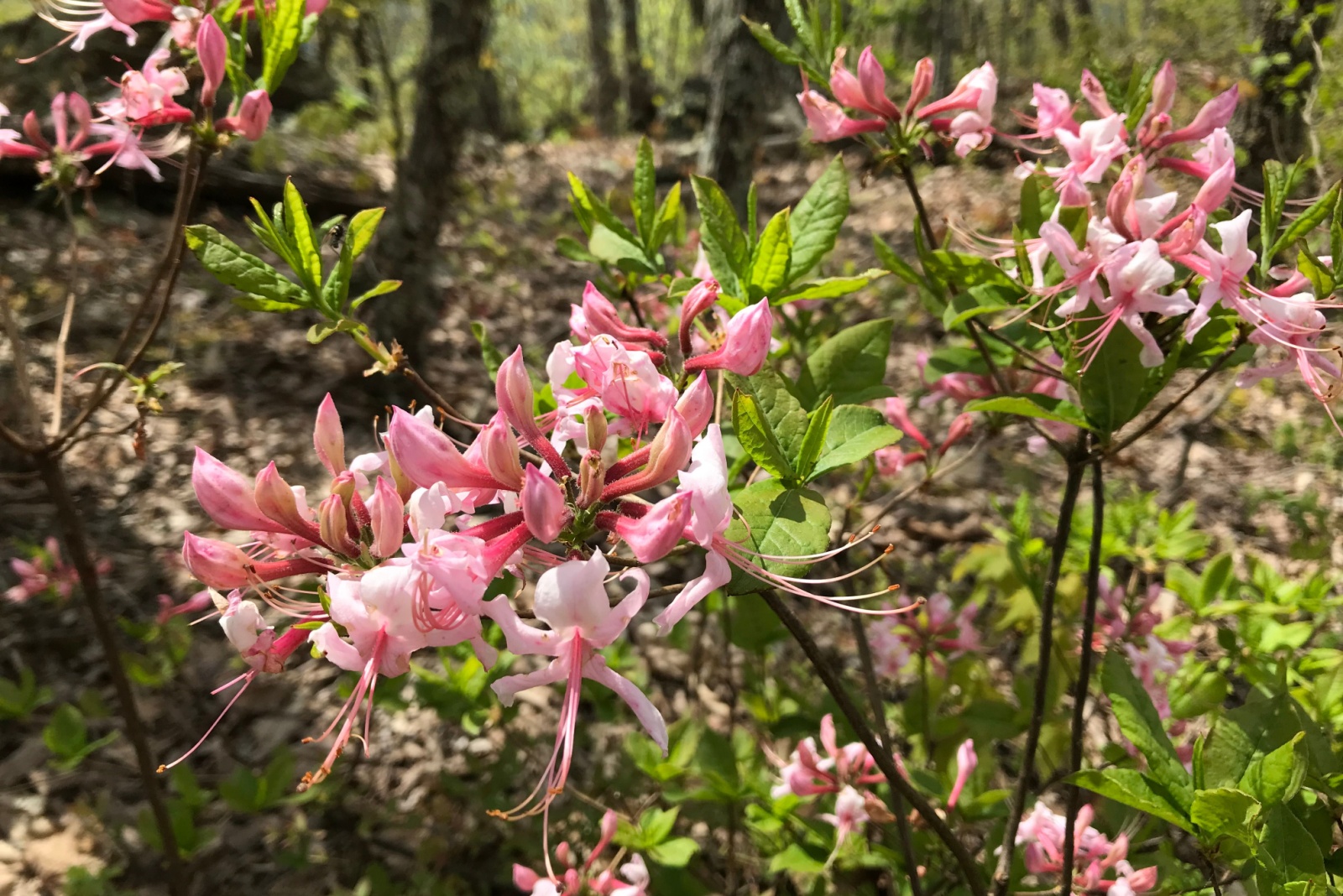Why You’ll Love Growing This Hardy Shrub With Pink Blooms In New Jersey