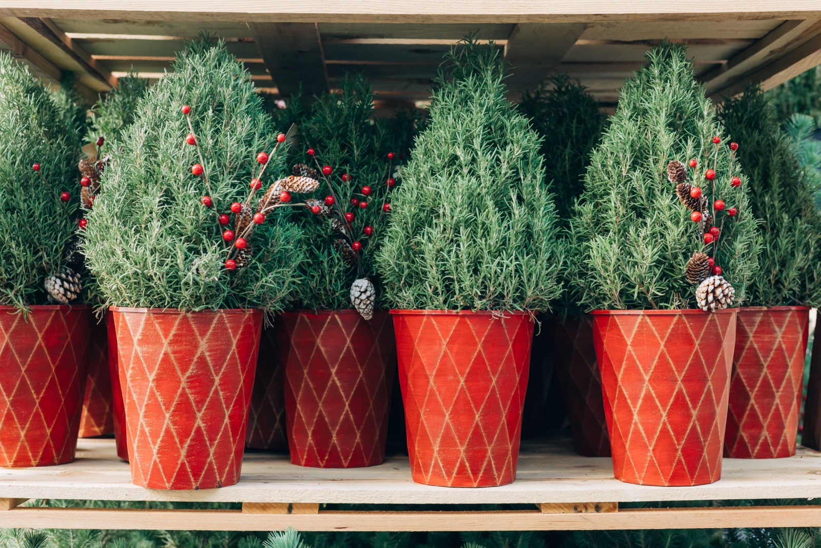 Why Your Rosemary Christmas Tree Keeps Drying Out And The Fix You Should Try