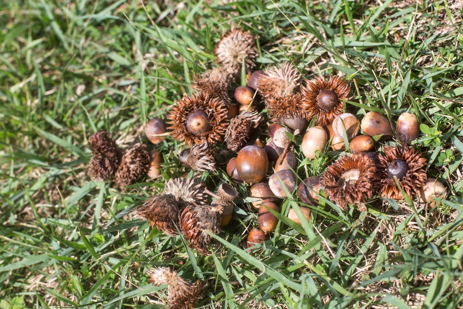 Why You’re Seeing More Acorns Than Usual This Year In Washington