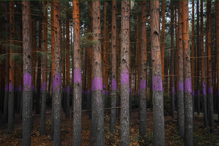 purple marks on trees