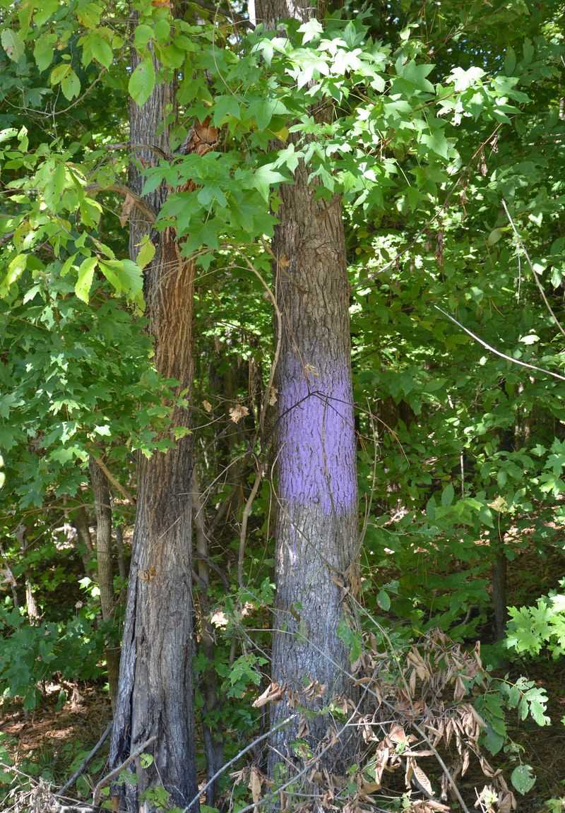 Purple Paint Laws Replace Traditional No Trespassing Signs