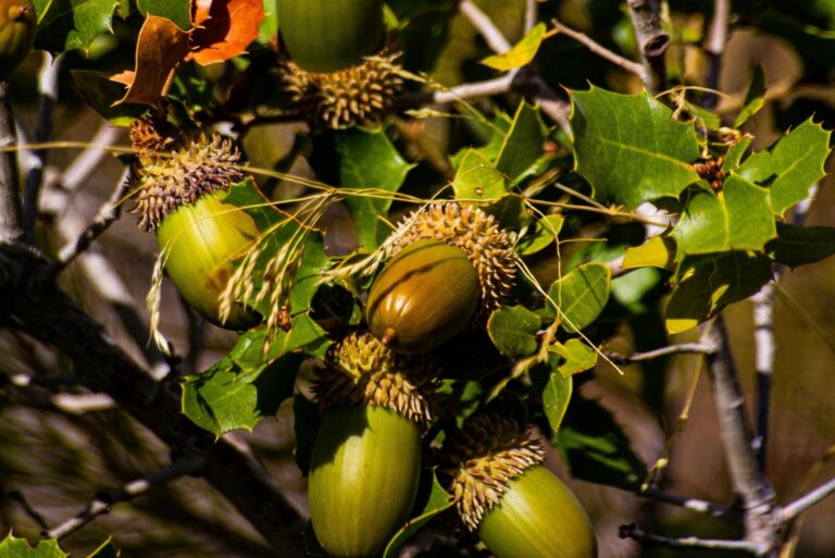acorns on oak tree