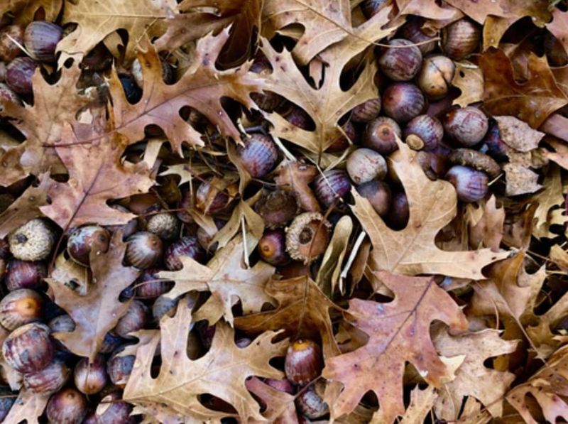 Mast Year Phenomenon