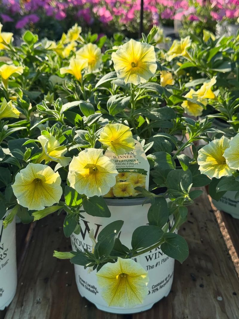 Attracts Pollinators To Your Garden