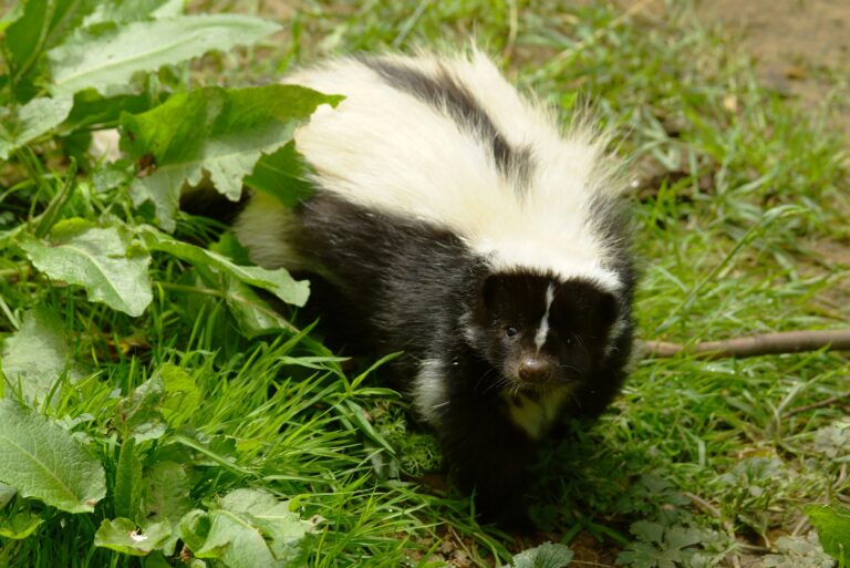 skunks (featured image)