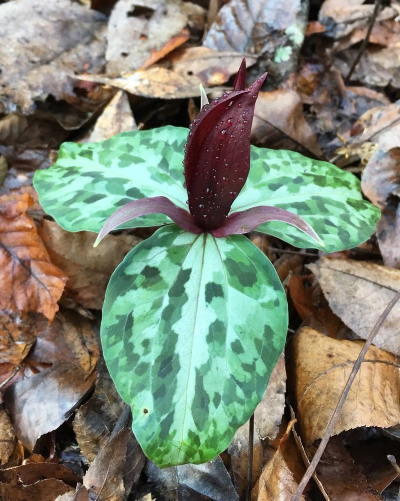 Florida Trillium