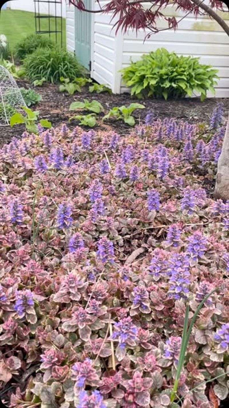 Ajuga