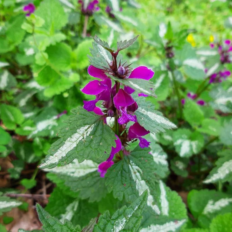 Spotted Dead Nettle