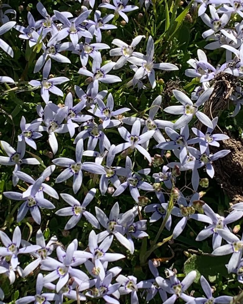 Blue Star Creeper (Isotoma fluviatilis)