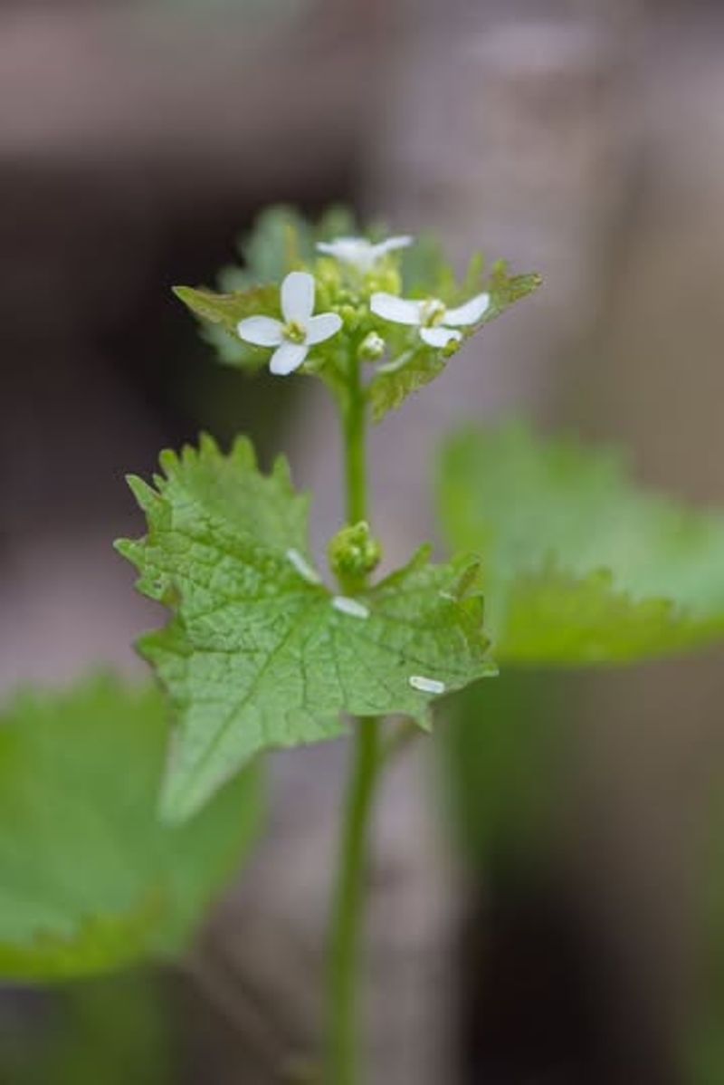 Garlic Mustard